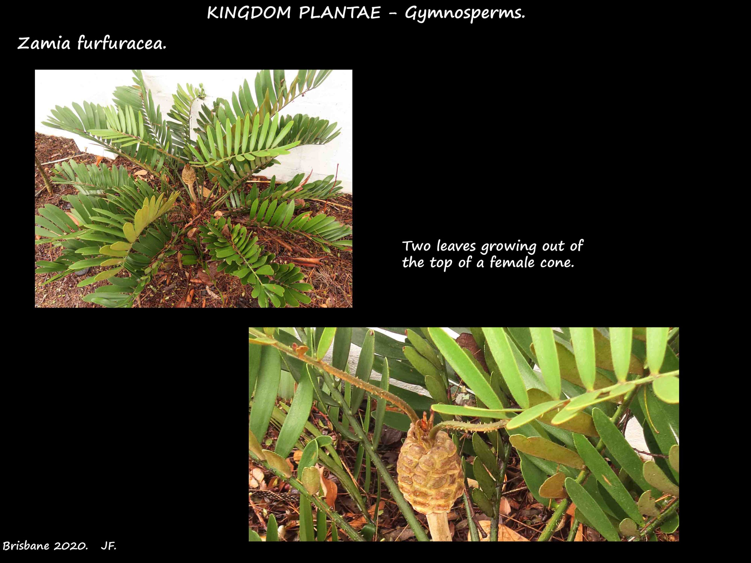 4 Zamia leaves growing from a cone